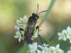 Macrophya montana